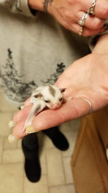 Infinity Gliders Home |Westminster, Maryland | Sugar Gliders
